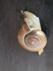 Gastropoda
