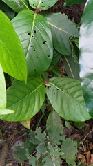 Neonauclea reticulata