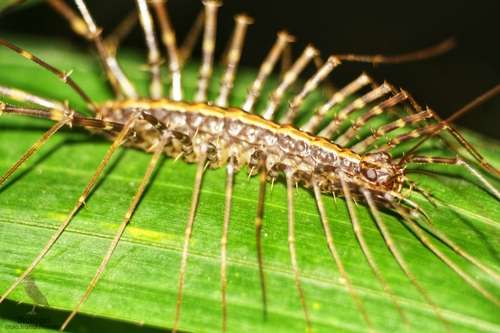Family Pselliodidae · iNaturalist