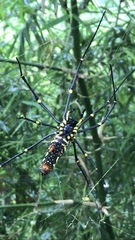 Nephila pilipes
