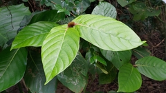 Neonauclea reticulata