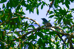 Phaenicophaeus tristis