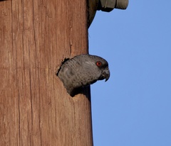 Poicephalus rueppellii