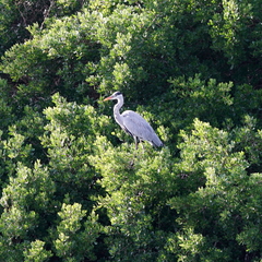 Ardea cinerea jouyi