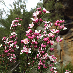 Cyanothamnus anemonifolius variabilis