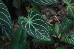 Anthurium crystallinum