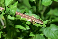 Takydromus viridipunctatus