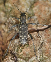 Xylotrechus rusticus