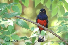 Trogon surrucura