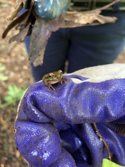 Ranoidea pearsoniana