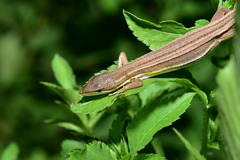 Takydromus viridipunctatus