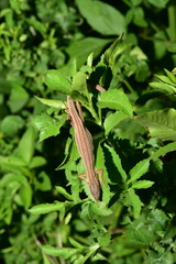 Takydromus viridipunctatus