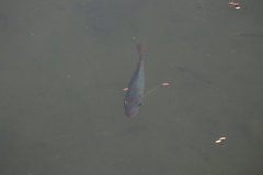 Mayaheros urophthalmus