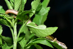 Takydromus viridipunctatus