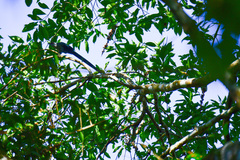 Phaenicophaeus tristis