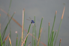 Rhyothemis triangularis