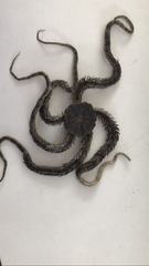 Ophiocoma scolopendrina