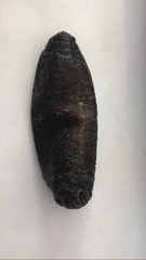 Cucumaria frondosa