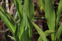 Aethriamanta gracilis