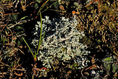 Stereocaulon