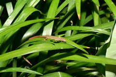Takydromus viridipunctatus