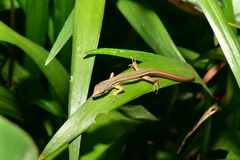 Takydromus viridipunctatus