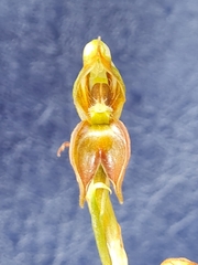 Pterostylis squamata