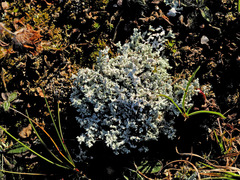Stereocaulon