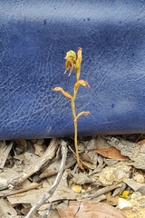 Pterostylis squamata