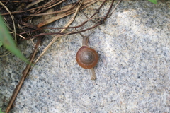 Quantula striata