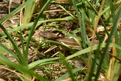 Takydromus viridipunctatus