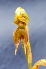 Pterostylis squamata