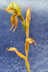Pterostylis squamata