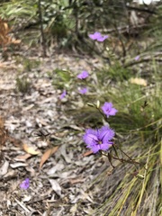 Thysanotus racemoides