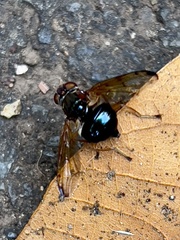 Lamprogaster imperialis