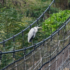 Ardea cinerea jouyi