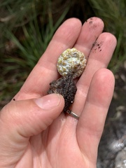 Eucalyptus globulus globulus