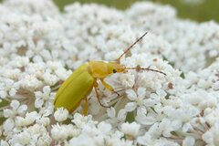 Cteniopus sulphureus