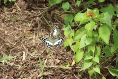 Papilio demoleus malayanus