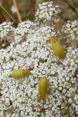 Cteniopus sulphureus