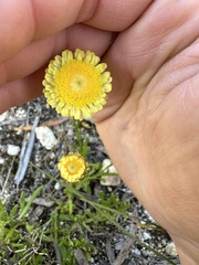 Coronidium scorpioides