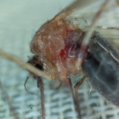 Culiseta inornata