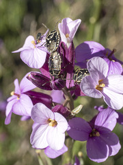 Eurydema lundbladi