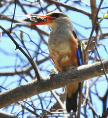Halcyon leucocephala