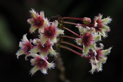 Phyllanthus pulcher