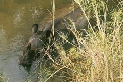 Rhinoceros unicornis