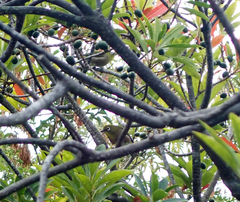Elaeocarpus zollingeri