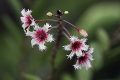 Phyllanthus pulcher