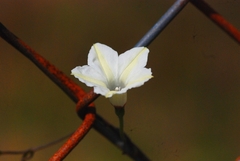 Ipomoea obscura
