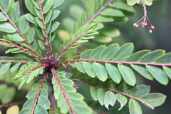 Phyllanthus pulcher